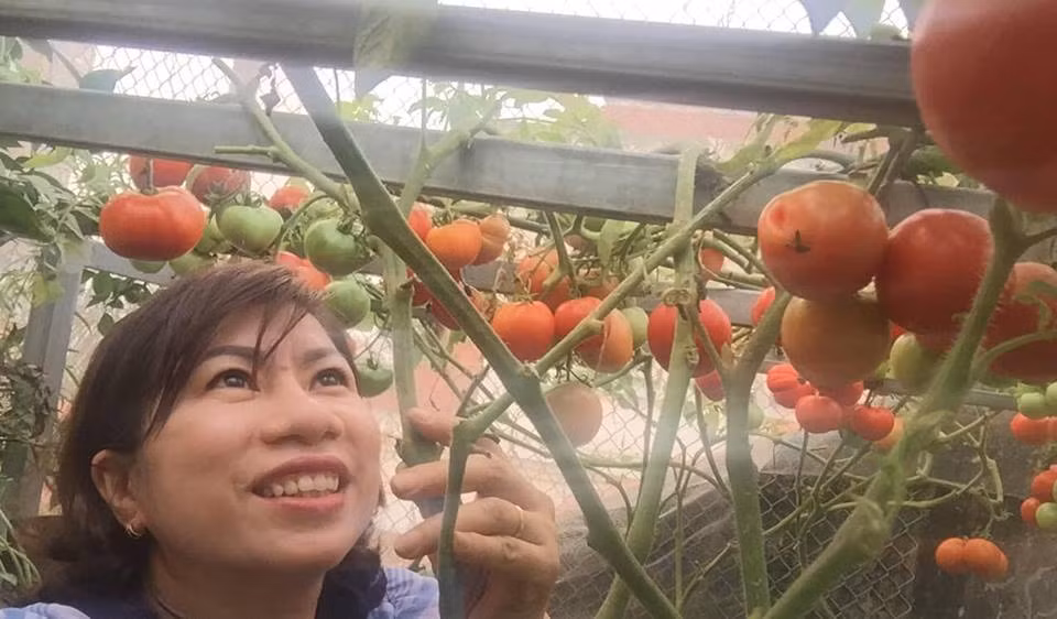 Giống cà chua chị trồng sai quả, mọng nước và trọng lượng quả khá lớn. Ảnh: FB Quách Nhịp.