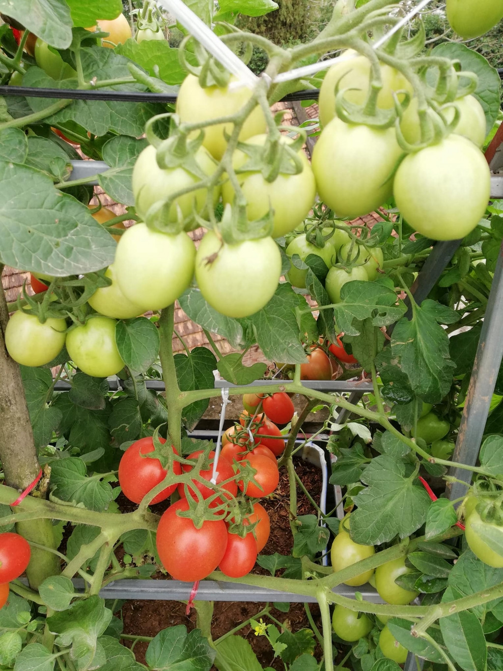 Nhờ kỹ thuật chăm bón đơn giản, anh Sáng thu hàng tạ cà chua mỗi vụ. Ảnh: Vietnammoi.