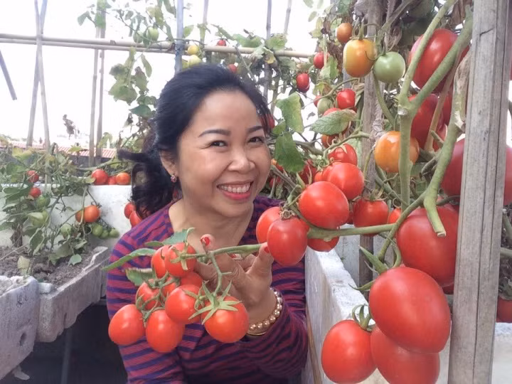 Với diện tích 30m2 trên ban công tầng 3, vợ chồng chị Tô Nguyệt Minh (Đông Anh, Hà Nội) trồng khá nhiều cà chua. Ảnh: Nhanongxanh.