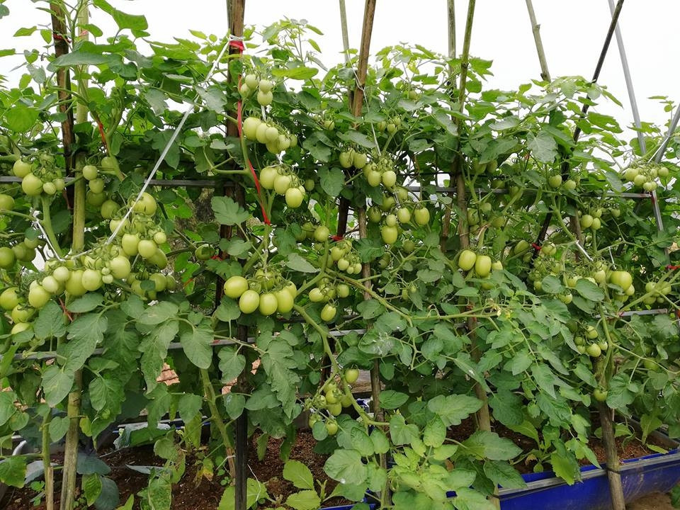 Khoảng sân thượng nhỏ xinh được ông bố trẻ Sáng Phan (Phú Thọ) trồng nhiều các loại rau quả, trong đó có một góc để trồng cà chua. Ảnh: Vietnammoi.