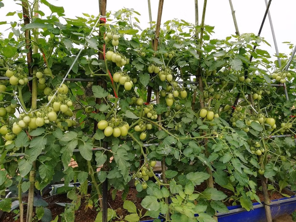 Khoảng sân thượng nhỏ xinh được ông bố trẻ Sáng Phan (Phú Thọ) trồng nhiều các loại rau quả, trong đó có một góc để trồng cà chua. Ảnh: Vietnammoi.