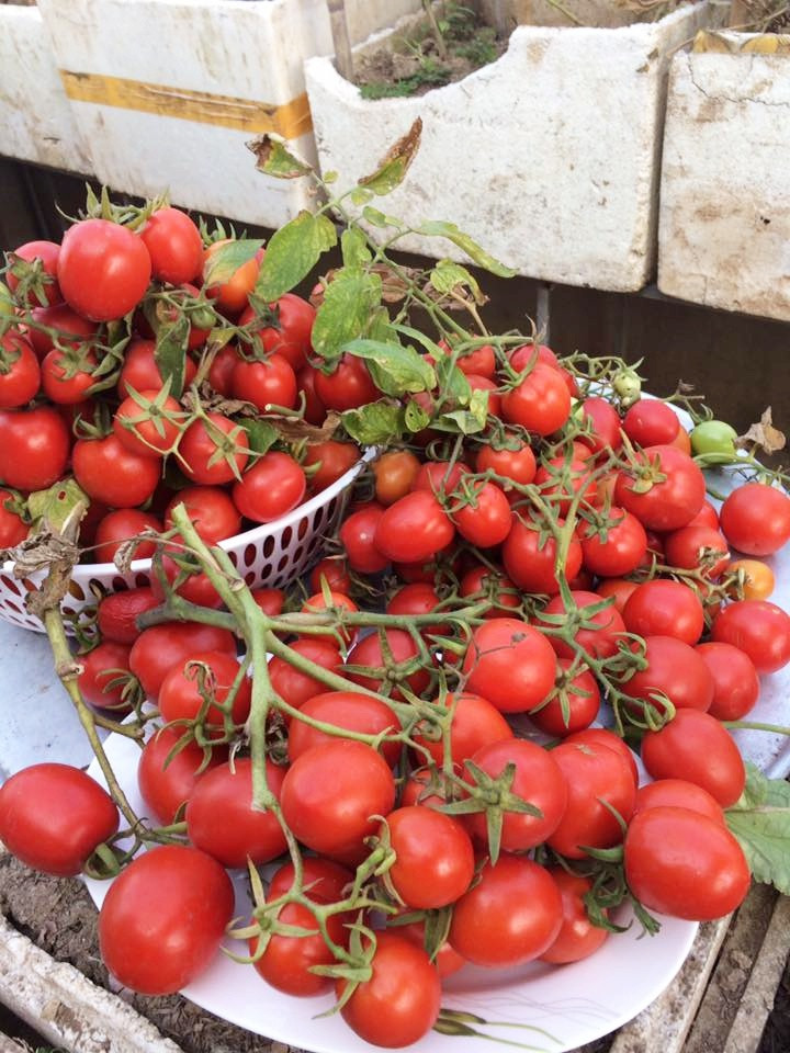 Những cà chua chín mọng trên ban công nhà chị Minh khiến ai cũng ngưỡng mộ. Ảnh: Nhanongxanh.