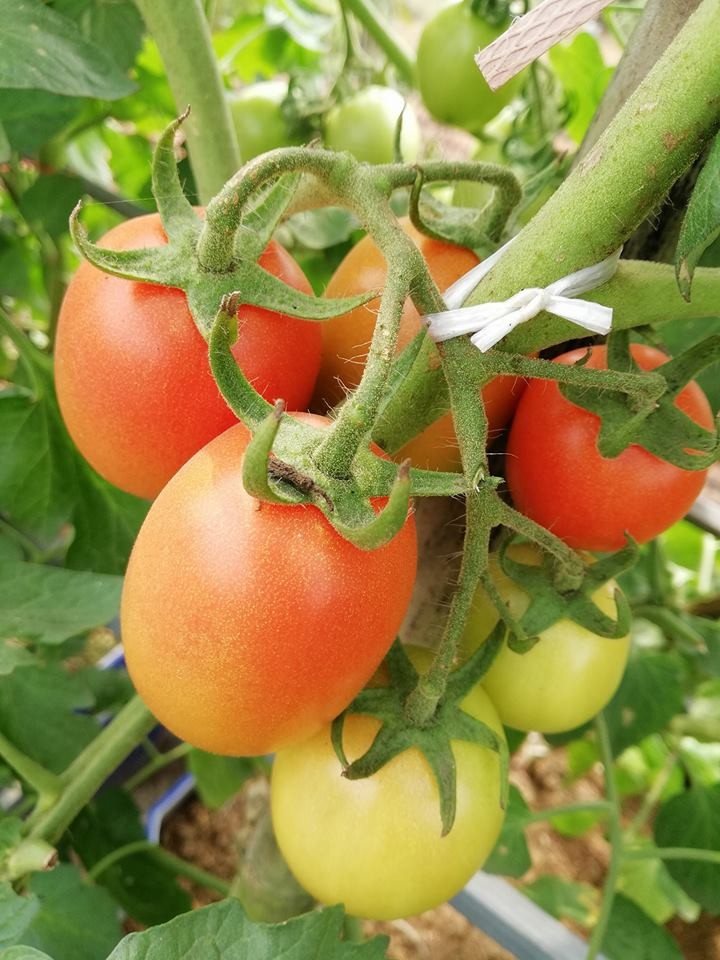 Theo anh Sáng, quy trình làm đất và chăm sóc giống cây này không phức tạp, chỉ cần đảm bảo ánh sáng và nguồn nước đủ. Ảnh: Vietnammoi.