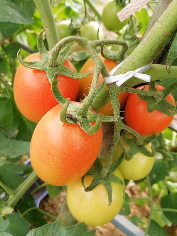 Theo anh Sáng, quy trình làm đất và chăm sóc giống cây này không phức tạp, chỉ cần đảm bảo ánh sáng và nguồn nước đủ. Ảnh: Vietnammoi.