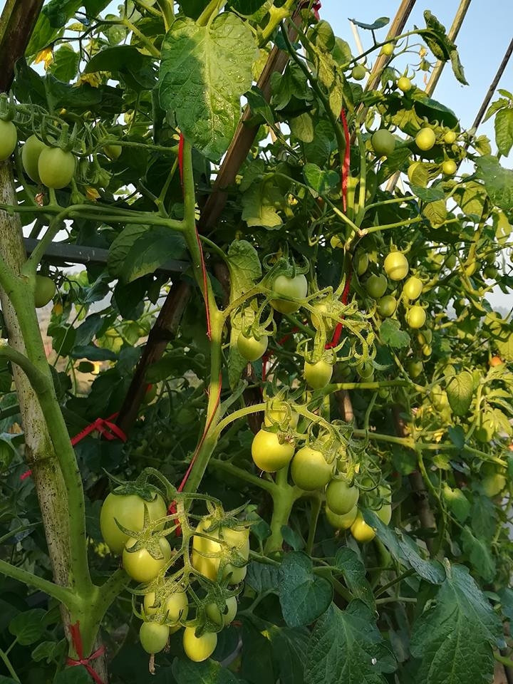 Thân cây cũng được buộc dây chắc chắn. Ảnh: Vietnammoi.