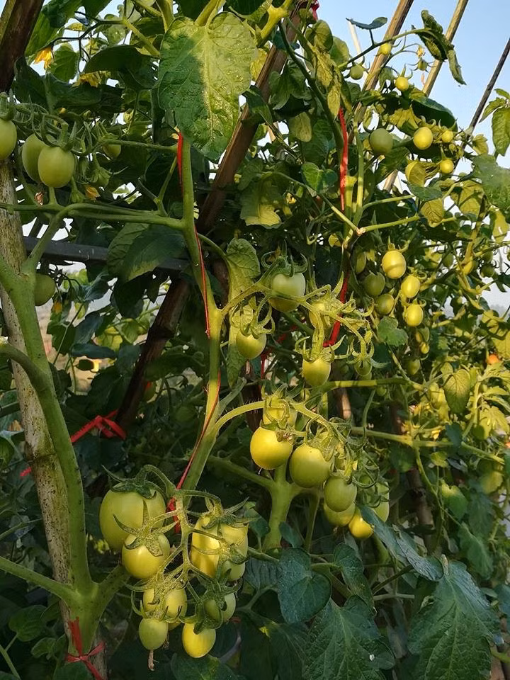 Thân cây cũng được buộc dây chắc chắn. Ảnh: Vietnammoi.