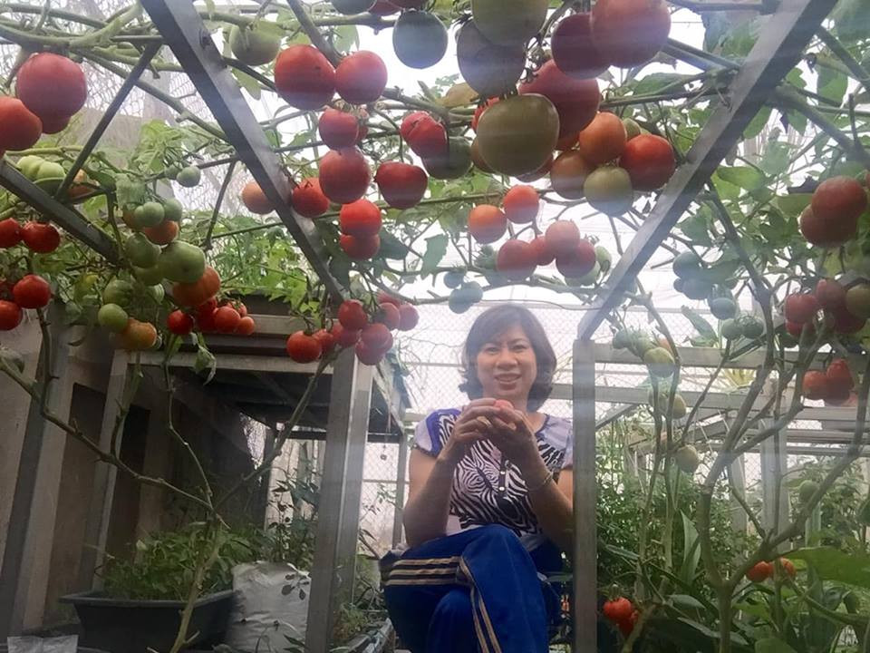 Được biết, chị Nhịp trồng 8 gốc cà chua trên sân thượng. Ảnh: FB Quách Nhịp.