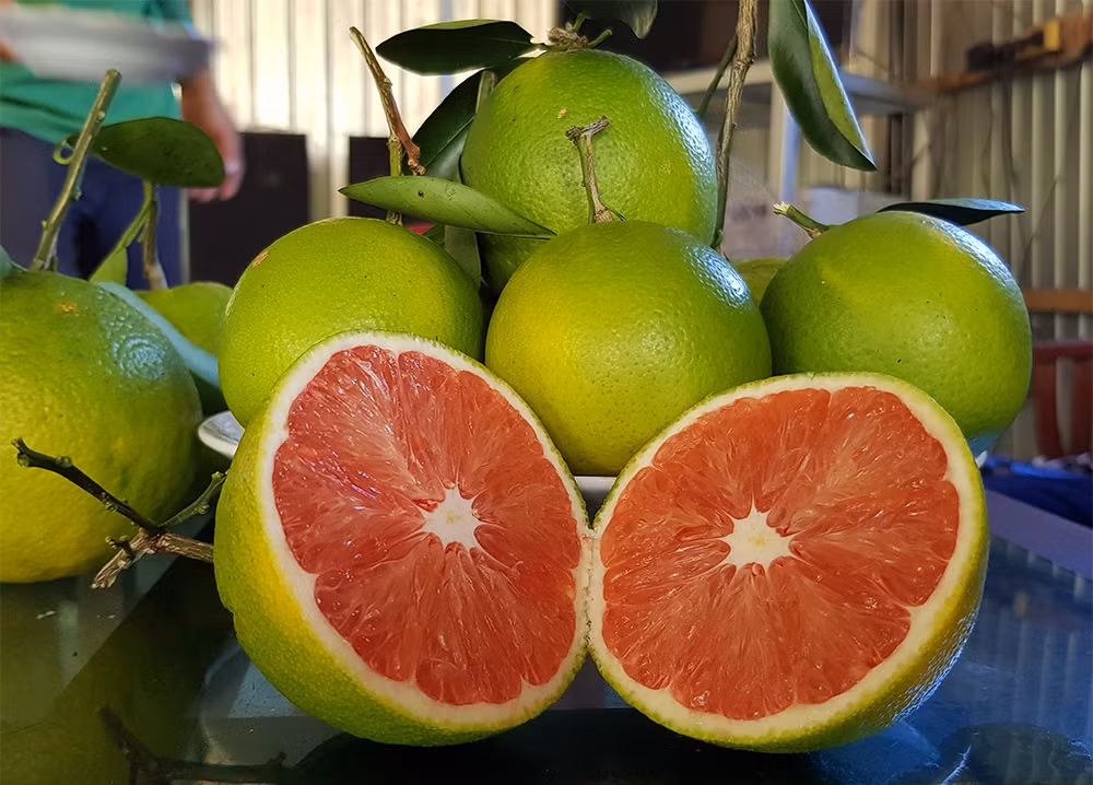 Cam doc: Ruot do au, hat chang thay dau, duy nhat co o mien Tay