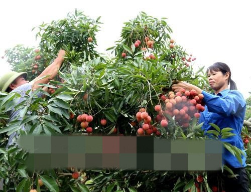 Theo Vietnamnet, những năm cuối thập niên 1980, cây vải thiều đã cho quả ngọt, giúp người dân Lục Ngạn cải thiện cuộc sống, thu vàng ròng, sắm những chiếc Dream Thái giá lên tới 40 triệu đồng. Ảnh: TTXVN.