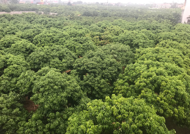 Gia đình anh Nguyễn Văn Quyên ở xã Hồng Giang (Lục Ngạn) không phải là những hộ dân đầu tiên trồng vải thiều Lục Ngạn. Thế nhưng, nhờ cây vải thiều mà cả gia đình anh có được cuộc sống sung túc với nhà cao cửa rộng. Ảnh: Vietnamnet.