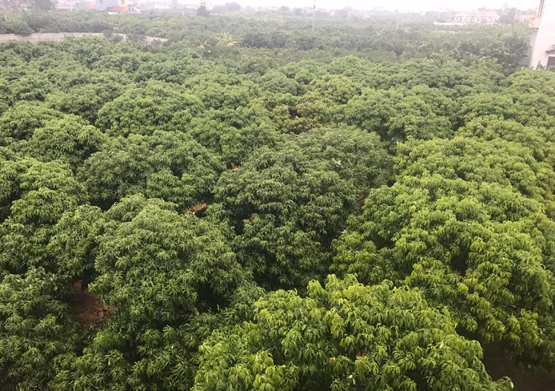 Gia đình anh Nguyễn Văn Quyên ở xã Hồng Giang (Lục Ngạn) không phải là những hộ dân đầu tiên trồng vải thiều Lục Ngạn. Thế nhưng, nhờ cây vải thiều mà cả gia đình anh có được cuộc sống sung túc với nhà cao cửa rộng. Ảnh: Vietnamnet.