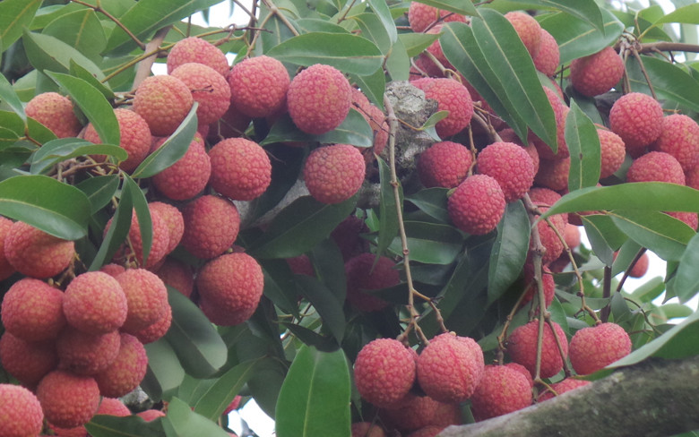 Năm 2018, vườn vải 1,1 ha của ông Tiên cho thu hoạch 19,5 tấn, bỏ túi gần 1 tỷ đồng. Ngoài lợi nhuận từ vải, ông còn chiết bán khoảng 10.000 cây vải giống, kiếm thêm 700 triệu đồng. Ảnh: VOV.