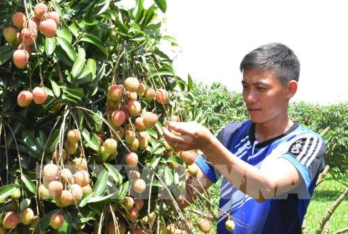 Nhờ tinh thần dám nghĩ, dám làm, anh Đỗ Công Hải (thôn 2, xã Ea Sar, huyện Ea Kar, tỉnh Đắk Lắk) đã thành công trong việc trồng vải thiều trên đất Tây Nguyên. Ảnh: TTXVN.