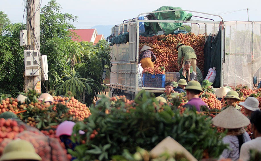 Năm nay, giá vải thiều cao đột biến, từ 45.000 - 50.000 đồng/kg, thậm chí có thời điểm 70.000 đồng/kg. Ảnh: Vietnamnet.