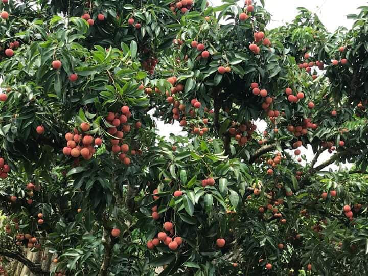 Mùa vụ năm 2017, gia đình anh Hải thu hoạch gần 20 tấn vải. Với giá 50.000 đồng/kg, trừ chi phí và nhân công, gia đình anh thu lãi hàng trăm triệu đồng. Ảnh: FB Nguyễn Hạnh.