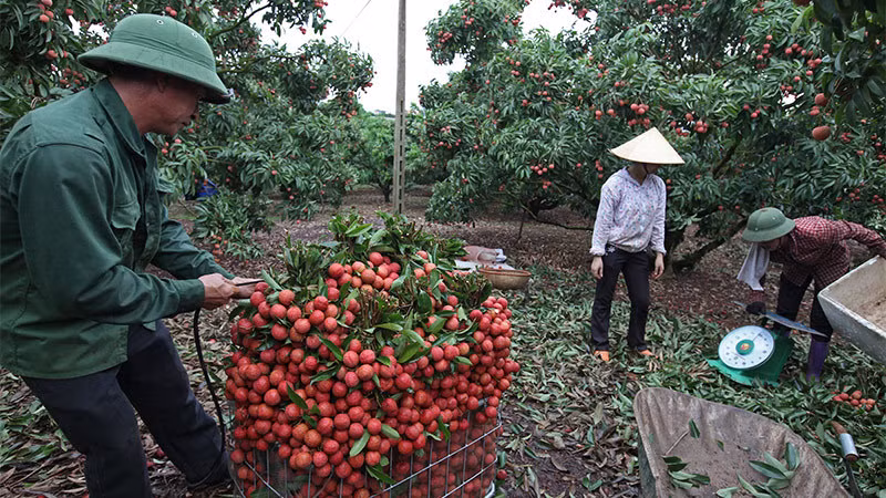 Ông Nguyễn Văn Hiền (xã Tân Mộc, Lục Ngạn) cho biết chỉ qua một vụ vải thiều mà gia đình ông thật sự đổi đời. Ảnh: Vietnamnet.