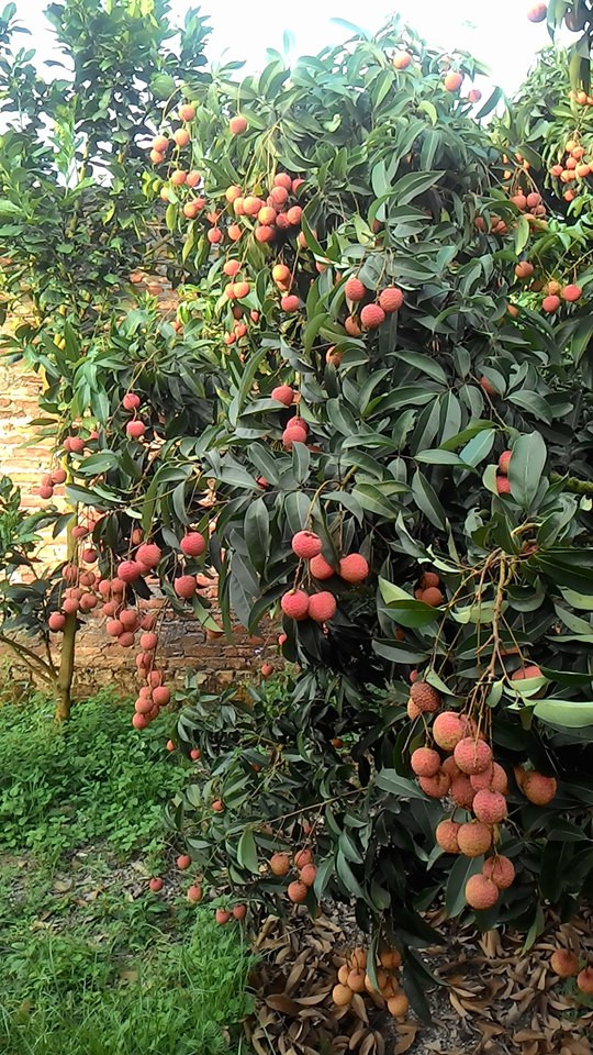 Có tiền, năm 1986, ông Hiền xây được nhà gỗ 5 gian vững chắc, sắm được tivi đen trắng, sau đó sắm được cái tivi màu. Ảnh: Facebook.