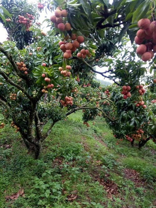 Cũng nhờ cây vải là mà nhiều nông dân ở huyện Lục Ngạn (Bắc Giang) vươn lên thành tỷ phú. Đời sống của người nông dân trở nên sung túc, đầy đủ hơn hẳn trước đây. Ảnh: Dân Việt.