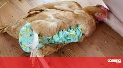 Hiện, sản phẩm của Julie có mặt ở khắp 50 bang của nước Mỹ. Mỗi tháng, Julie bán ra từ 500 đến 1.000 chiếc bỉm với giá 18USD (hơn 400.000 đồng)/chiếc. Ảnh: Navva.