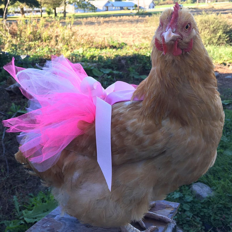 Theo Oddity Central, mỗi năm Julie Baker kiếm kiếm được 50.000 USD (1,2 tỷ đồng) mỗi năm nhờ sản xuất ra những chiếc bỉm thời trang cho gà. Ảnh: Etsy.