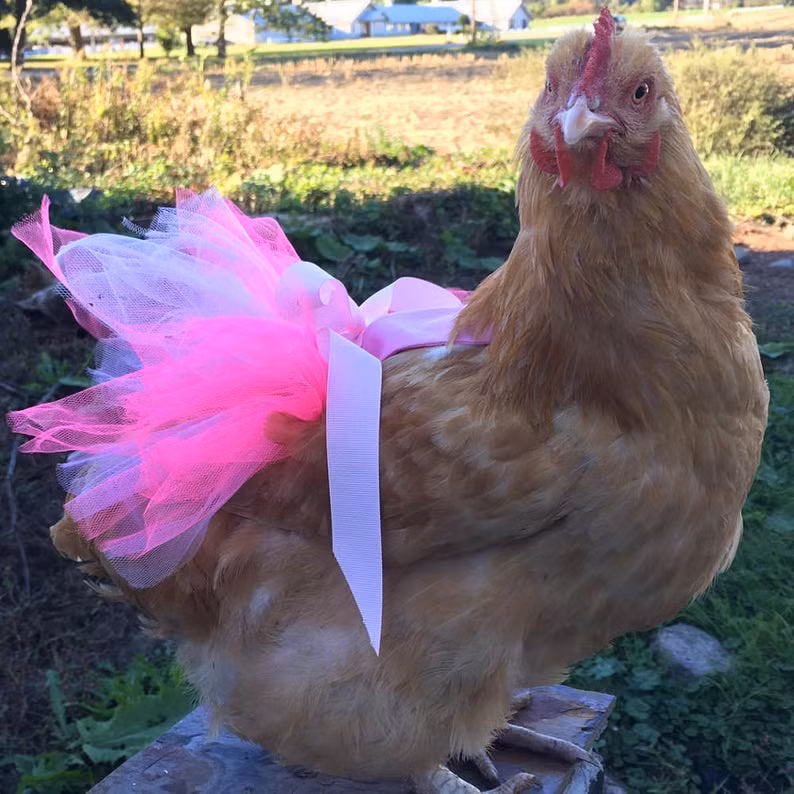 Theo Oddity Central, mỗi năm Julie Baker kiếm kiếm được 50.000 USD (1,2 tỷ đồng) mỗi năm nhờ sản xuất ra những chiếc bỉm thời trang cho gà. Ảnh: Etsy.