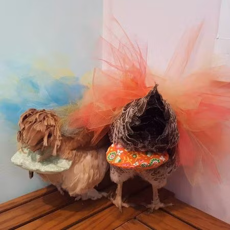 Cách đây 10 năm, Julie từng xem một đoạn clip trên YouTube nói về những con gà đeo bỉm để không làm rớt phân khắp nơi. Lúc đó, Julie nghĩ phải làm điều gì đó tương tự. Ảnh: Etsy.