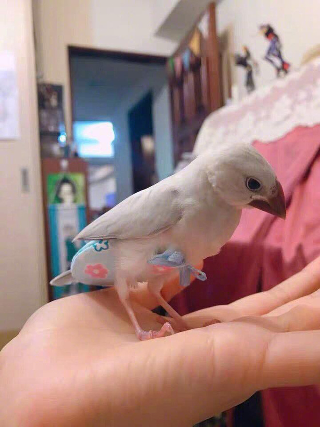 Giải pháp này của cô gái trẻ khiến những người nuôi chim ca ngợi như một phát minh thần kỳ. Ảnh: Weibo.