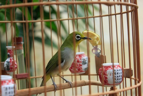 Sản phẩm đã được xuất khẩu sang nhiều nước như Mỹ, Canada, Các tiểu Vương Quốc Ả Rập thống nhất...Ảnh: Weibo.