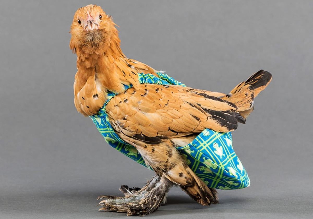 Julie lập tức bắt tay vào việc may bỉm cho gà mái và những người nuôi gà khác đã lập tức liên hệ với cô để mua sản phẩm này. Ảnh: The Outline.