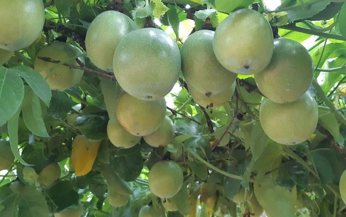 Giống chanh leo mới được bà con nông dân trồng cho trái sai trĩu trịt, giúp tạo nguồn thu khá ổn định. Ảnh: Dân Việt.