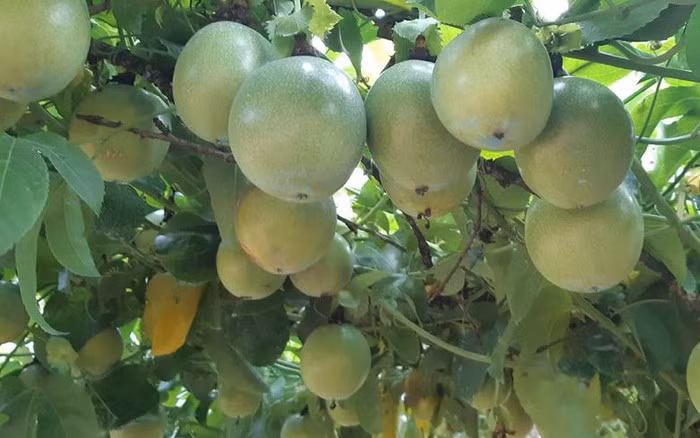 Giống chanh leo mới được bà con nông dân trồng cho trái sai trĩu trịt, giúp tạo nguồn thu khá ổn định. Ảnh: Dân Việt.