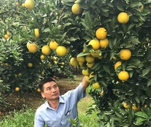 Thấy cây cam lạ, nhiều khách đến trả 20 triệu đồng nhưng anh Tấn không bán, vì cây cam còn cho quả nhiều năm nữa. Ảnh: Baonghean.