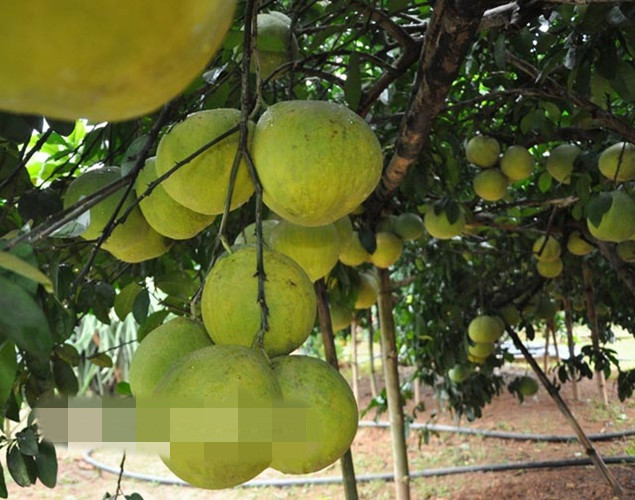 Quả bưởi sai trĩu trịt khắp các cành, nhiều chùm có tới 5, 6 quả, đặc biệt có chùm lên đến 8 quả. Ảnh: Dân Việt.