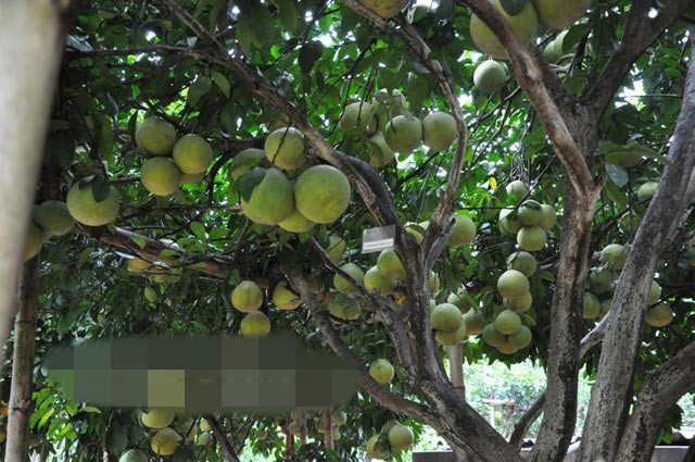 Còn đây là cây bưởi của ông Trần Hùng (81 tuổi, ở huyện Tân Lạc, Hòa Bình) dù chỉ rộng hơn 6m tán nhưng có tận trên 800 quả. Ảnh: Dân Việt.