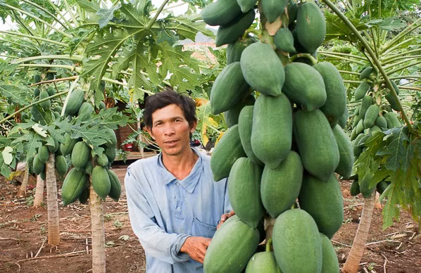  Cây đu đủ sai trĩu quả sau 8 tháng chăm sóc của anh Thọ tại Mỹ Sơn, huyện Ninh Sơn, tỉnh Ninh Thuận. Ước tính, tổng thu nhập từ cây đu đủ của gia đình anh khảng 60 triệu đồng, trừ mọi chi phí còn lãi 40 triệu đồng. Ảnh: Báo Ninh Thuận.