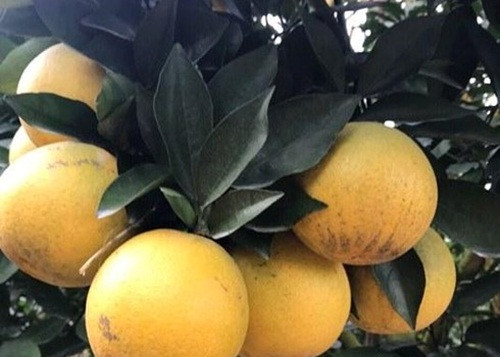 Cây cam quá sai quả, anh Tấn phải dùng nhiều sào để chống đỡ. Ảnh: Baonghean.