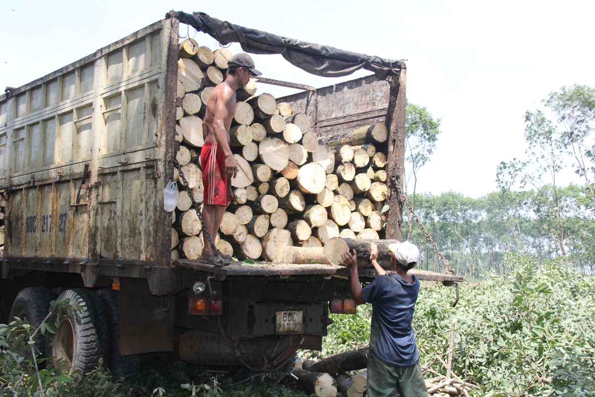 Dong Nai gap rut tao mat bang xay khu tai dinh cu phuc vu san bay Long Thanh-Hinh-2