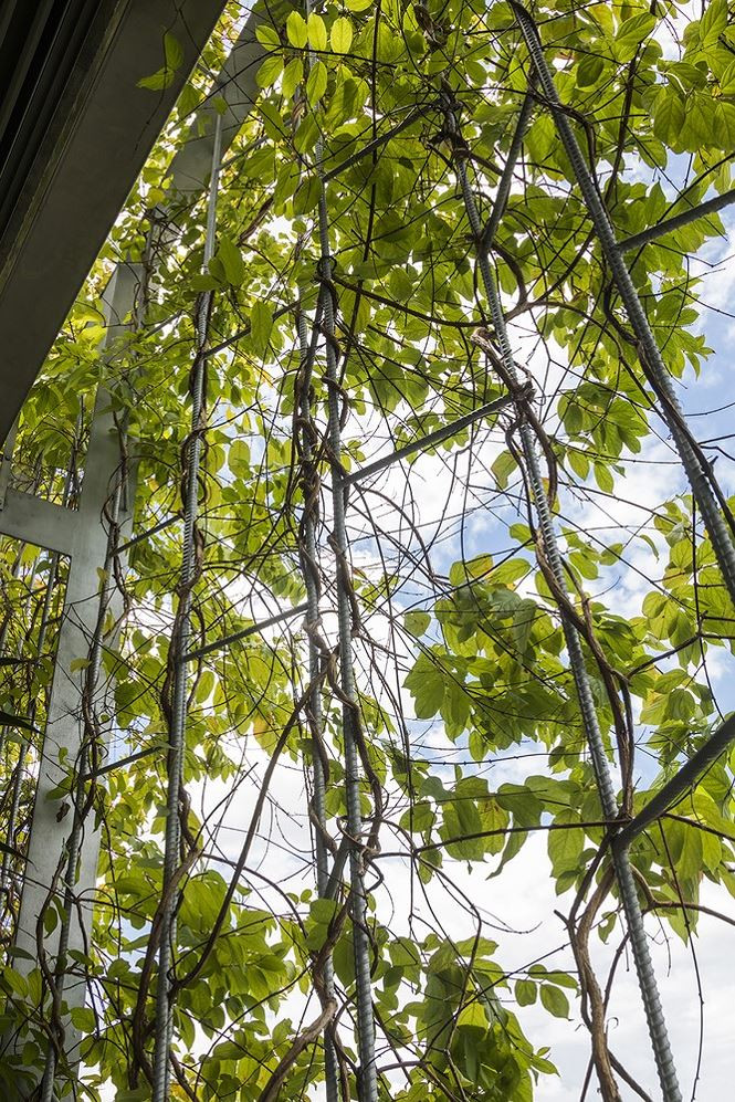 Căn nhà tràn ngập cây xanh như một công viên thu nhỏ.