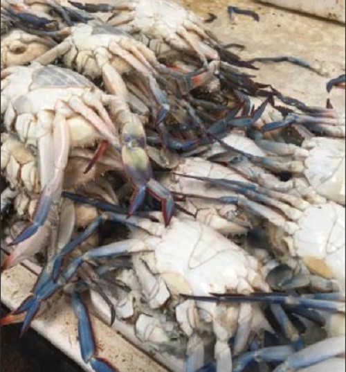 Các loại cua biển phong phú không kém.