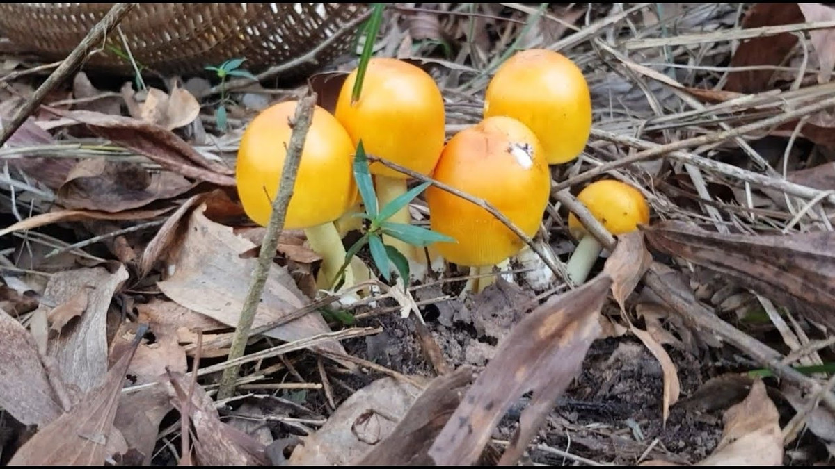 Có tên nấm hột gà là bởi chúng có hình dáng giống như quả trứng, bên trong giống như lòng đỏ trứng gà. Ảnh: Youtube.