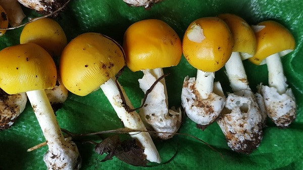 Theo Vnexpress, giá mỗi kg nấm hột gà hiện lên tới 350.000 đồng. Ảnh: Voh.