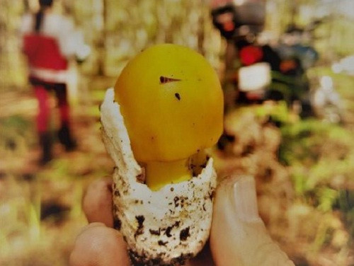Chân nấm được bao bọc bởi một lớp màng trắng như vỏ trứng. Ảnh: Vietnamnet.