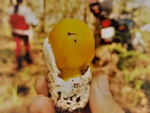 Chân nấm được bao bọc bởi một lớp màng trắng như vỏ trứng. Ảnh: Vietnamnet.