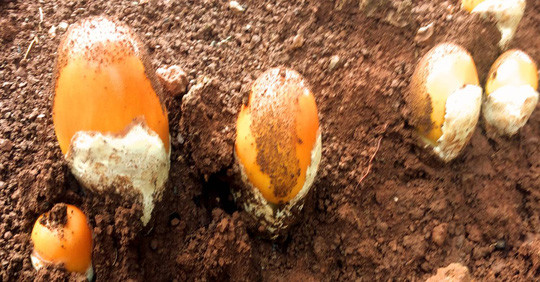 Nấm hột gà hiếm nên mỗi ngày, người thợ chỉ kiếm được khoảng 1 kg. Ảnh: Nld.