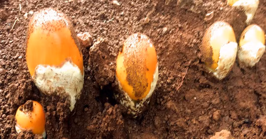 Nấm hột gà hiếm nên mỗi ngày, người thợ chỉ kiếm được khoảng 1 kg. Ảnh: Nld.