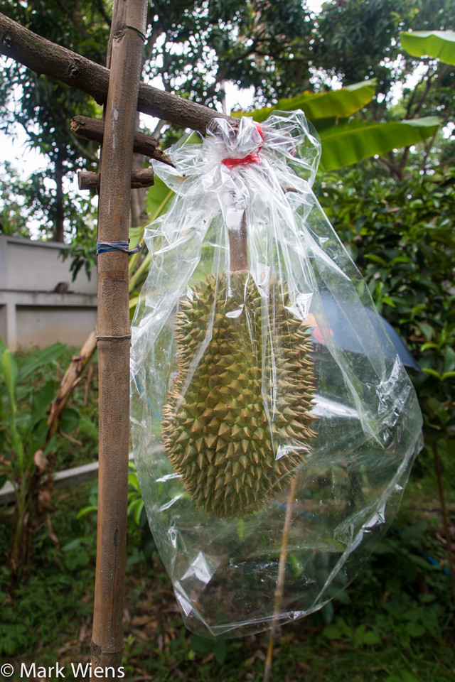 Tất cả trái sầu riêng trong vườn đều được chăm sóc cẩn thận. Ảnh: Migrationology.