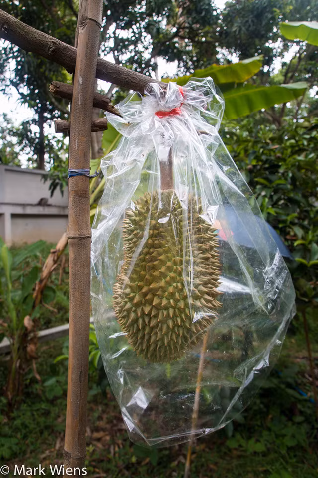 Tất cả trái sầu riêng trong vườn đều được chăm sóc cẩn thận. Ảnh: Migrationology.