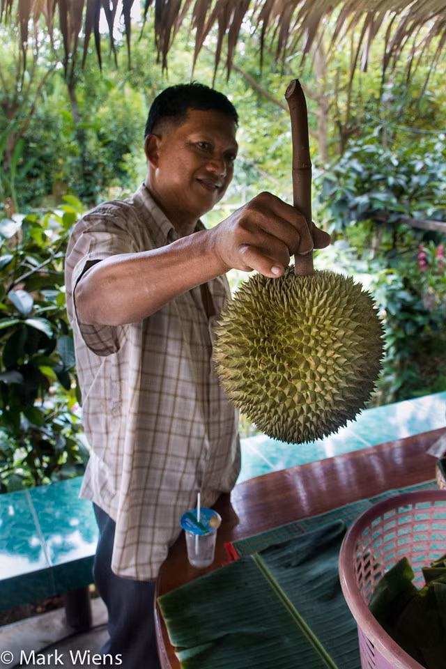 Maliwan Han Chai Thai, người điều hành trang trại Pa Toi Lung Mu, cho biết: "Sầu riêng Kanyao đắt đỏ vì độ quý hiếm, hình dáng, màu sắc và hương vị khác biệt. Nhiều du khách tới đây đề nghị mua, nhưng chúng tôi vẫn để trên cây để chín tự nhiên hoàn toàn". Ảnh: Migrationology.