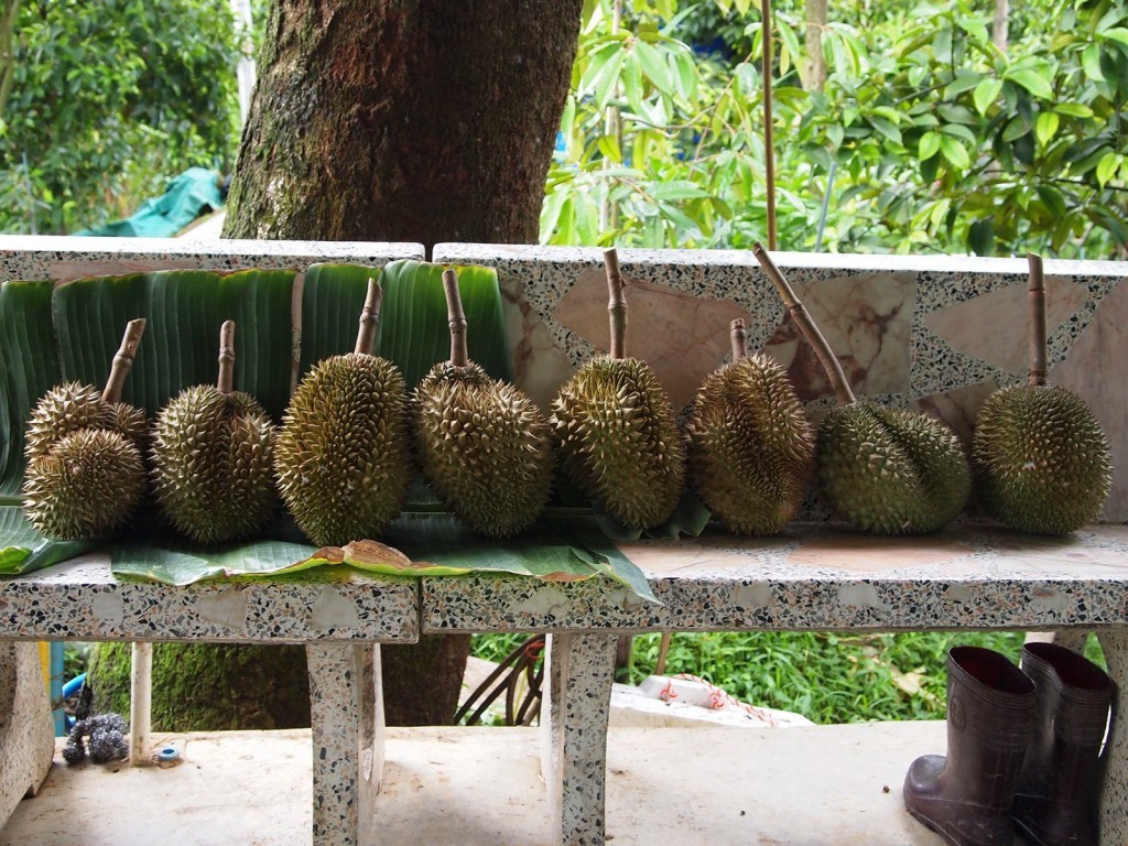 Tuy nhiên, sầu riêng tại trang trại Pa Toi Lung Mu luôn cao hơn mức trung bình. Một trái sầu riêng tại có giá từ 500 baht trở lên (khoảng 1,47 triệu đồng). Ảnh: Durian.