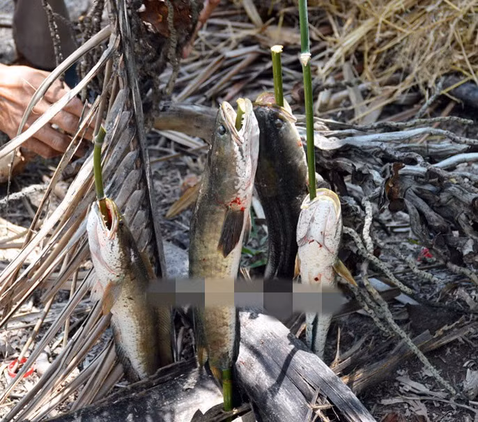 Giá cá lóc đồng dao động từ 80.000-100.0000 đồng/kg. Ảnh: Dân Việt.